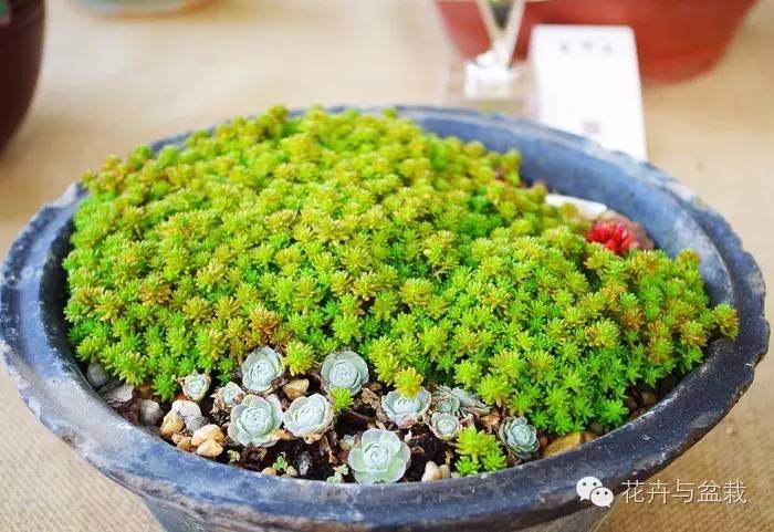 薄雪万年草开花吗,薄雪万年草耐寒多少度? 薄雪万年草开花吗,薄雪万年草耐寒多少度?