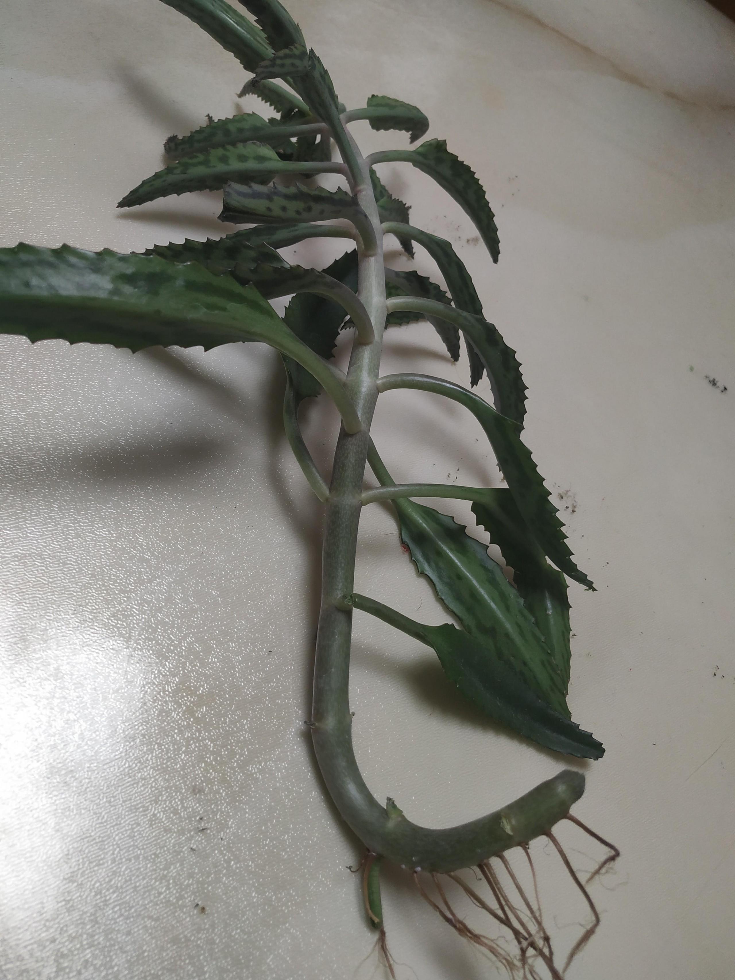 落地生根的繁殖方法,落地生根扦插方法? 落地生根的繁殖方法,落地生根扦插方法?