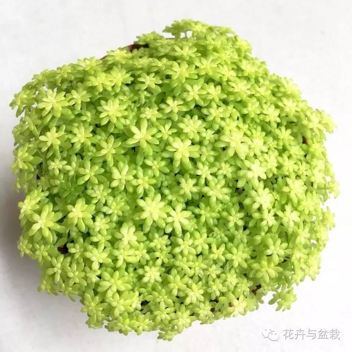 薄雪万年草开花吗,薄雪万年草耐寒多少度? 薄雪万年草开花吗,薄雪万年草耐寒多少度?