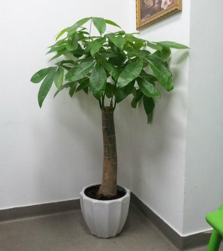 不夜城的分株繁殖,蝴蝶兰是怎么繁殖的? 不夜城的分株繁殖,蝴蝶兰是怎么繁殖的?