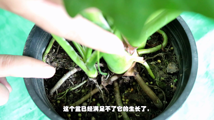 春羽什么时候换盆，春羽为什么家里不能养?