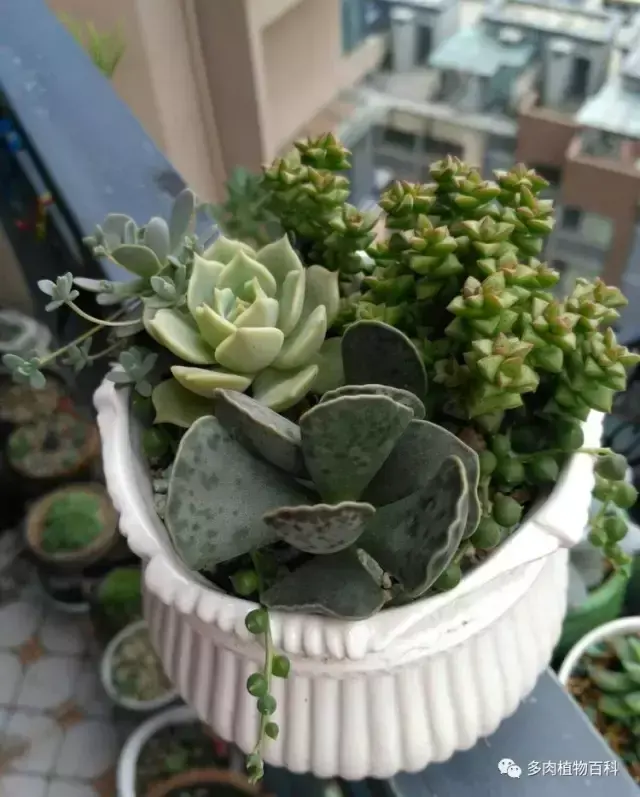 碧玉莲如何度夏,碧玉莲叶子瘪了怎么办? 碧玉莲如何度夏,碧玉莲叶子瘪了怎么办?
