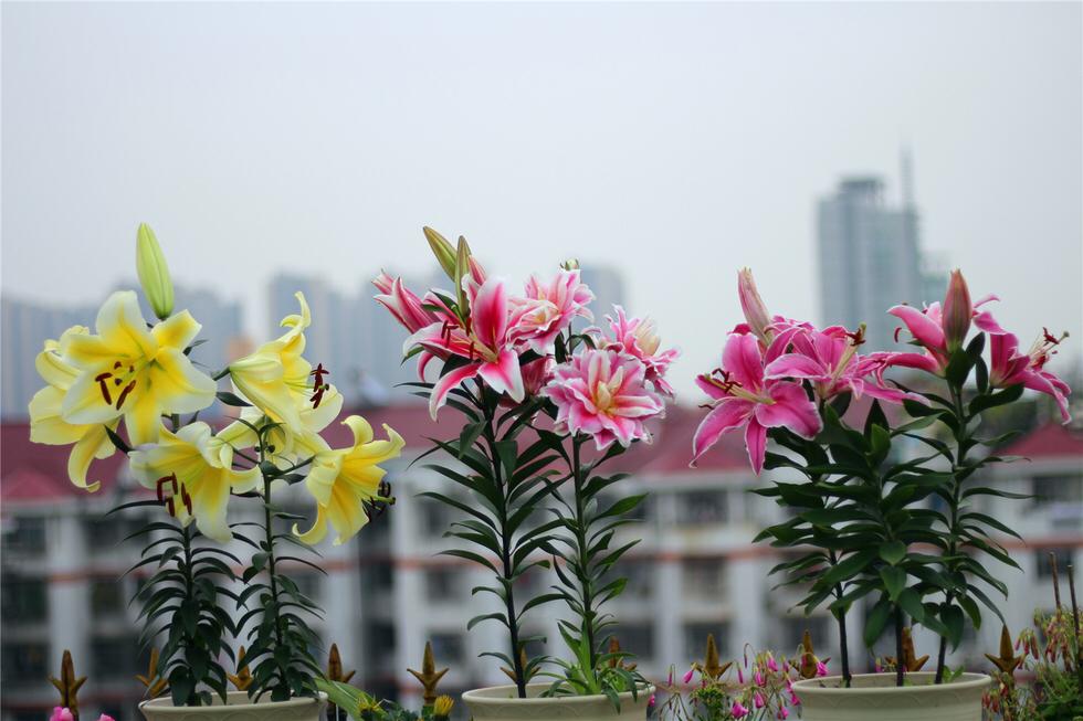 百合换盆后枯萎了的原因,怎么解决,茶花换盆后掉叶怎么办? 百合换盆后枯萎了的原因,怎么解决,茶花换盆后掉叶怎么办?