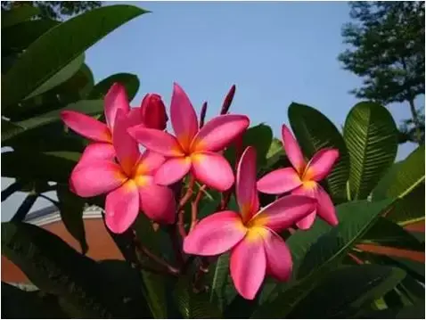 地涌金莲怎么分株，怎么移栽，栀子花几月份移栽?