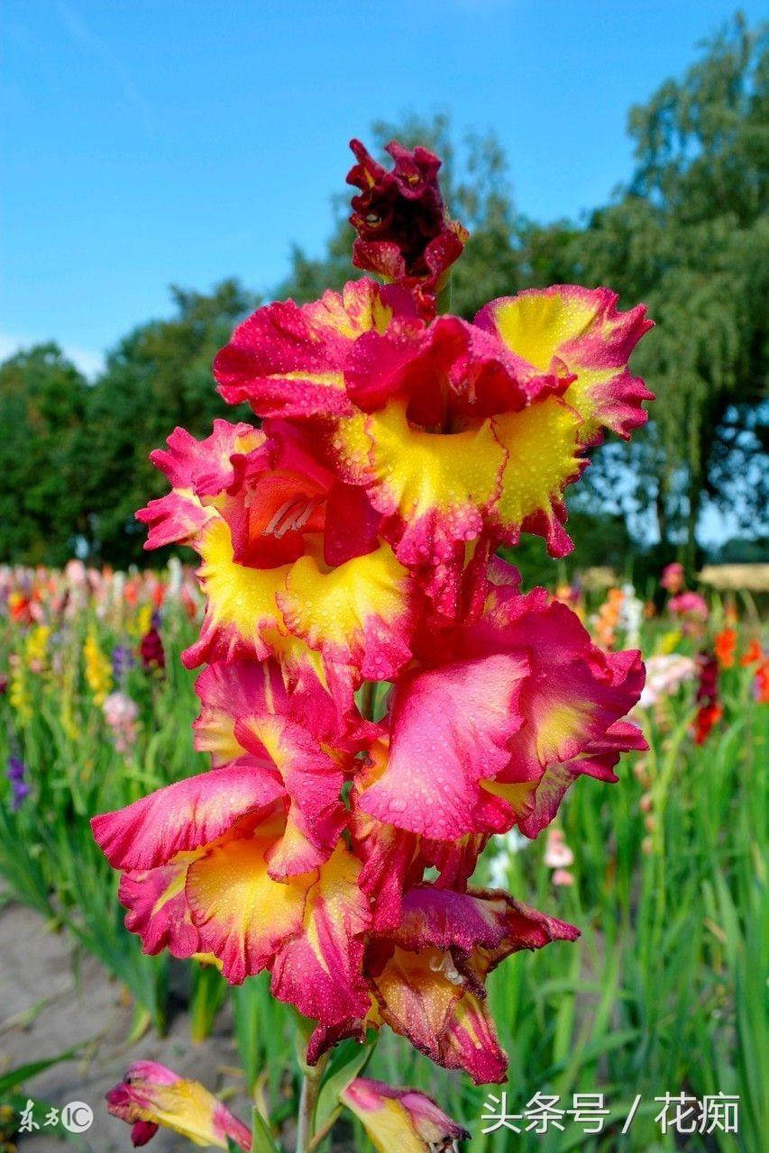 唐菖蒲什么时候开花,唐菖蒲一年开几次花? 唐菖蒲什么时候开花,唐菖蒲一年开几次花?