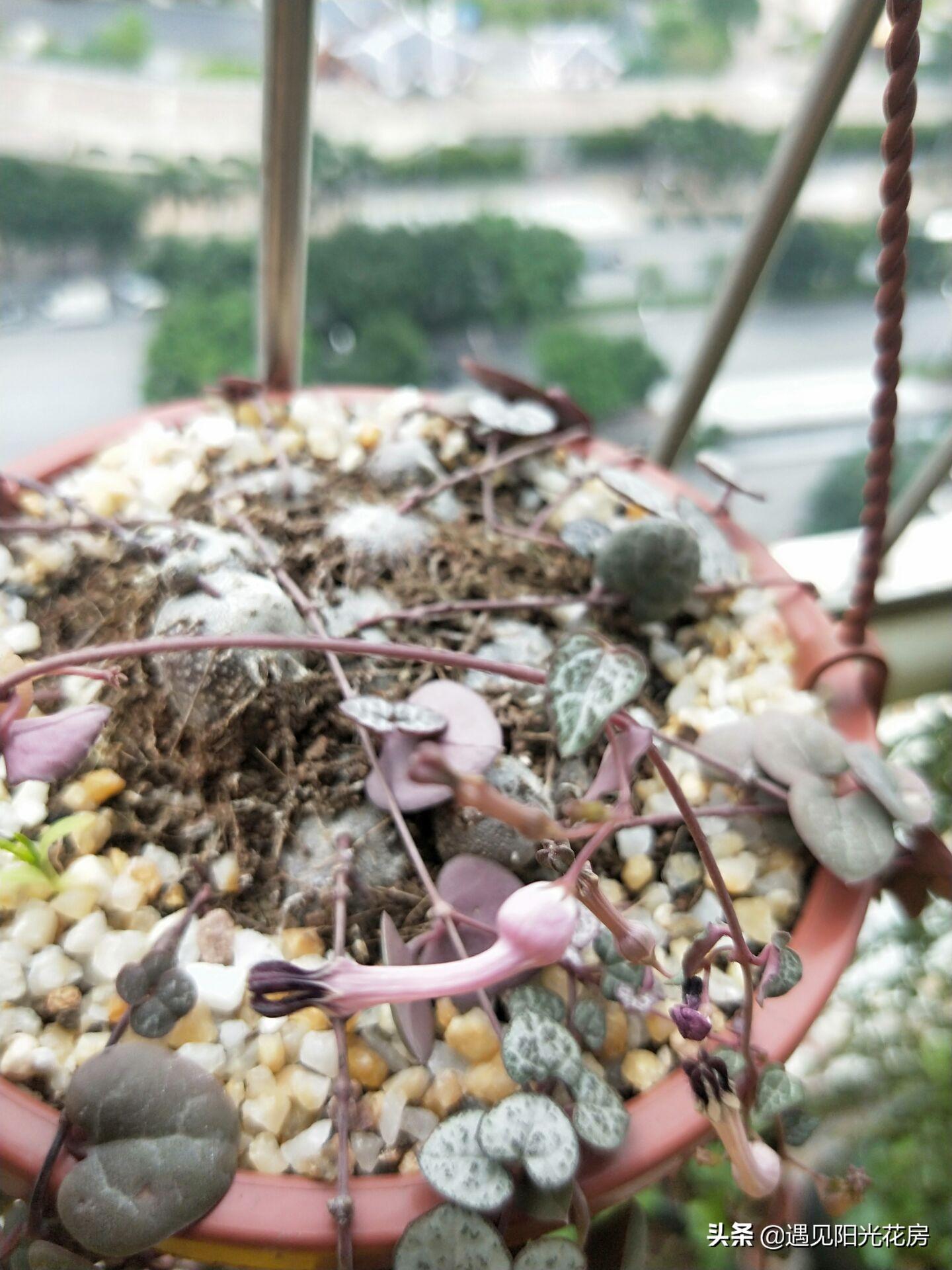 爱之蔓开花吗,开花蔓 范? 爱之蔓开花吗,开花蔓 范?