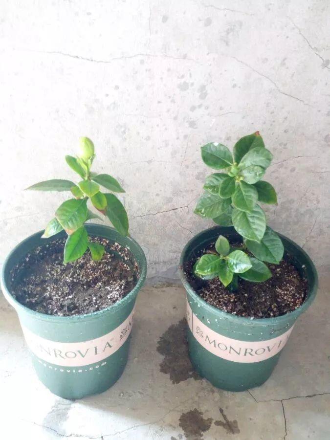 茶花压条多久生根,空中压条繁殖技术,腊梅压条繁殖时间? 茶花压条多久生根,空中压条繁殖技术,腊梅压条繁殖时间?