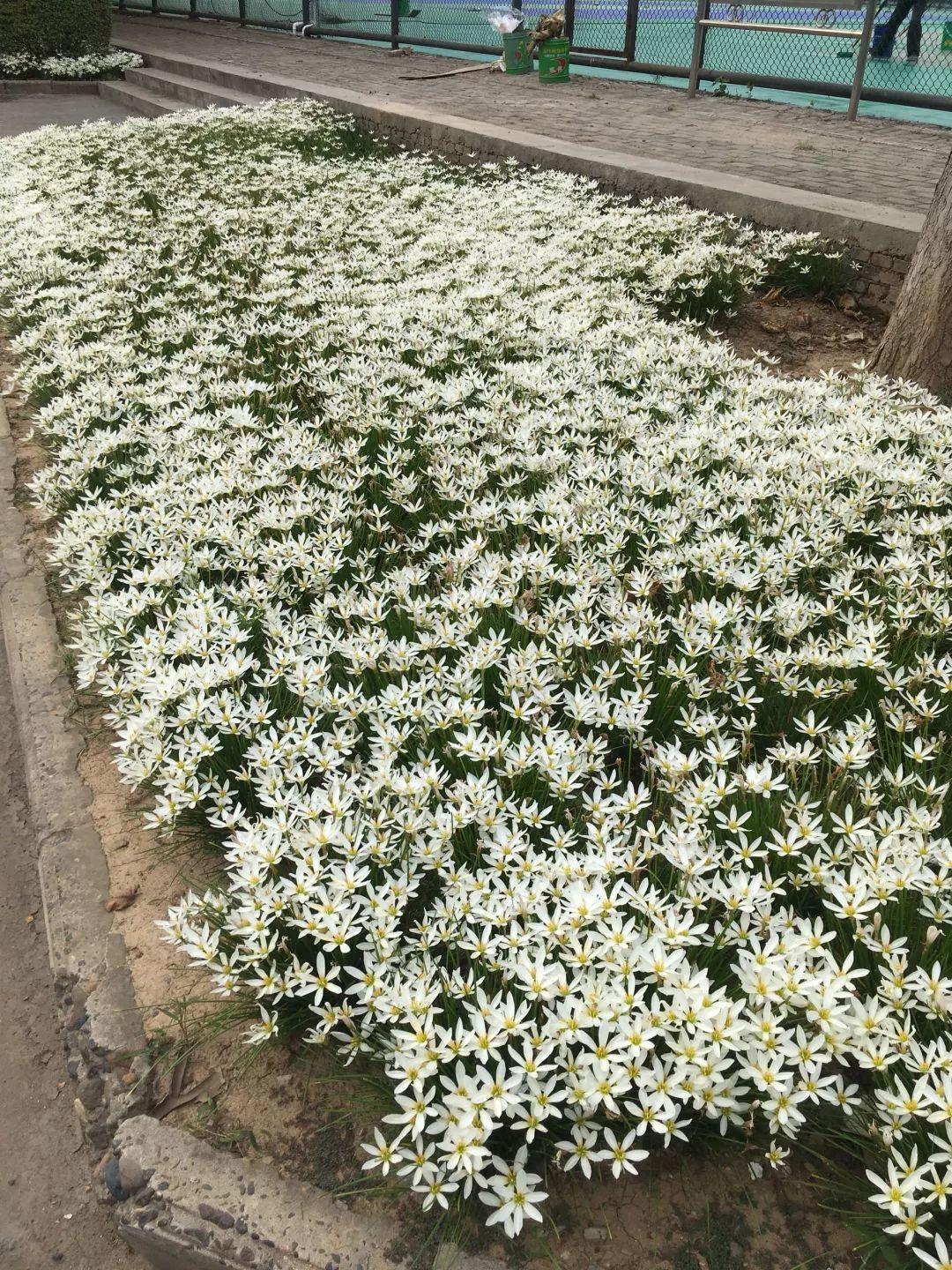 葱兰什么时候开花，葱兰和韭兰的区别?