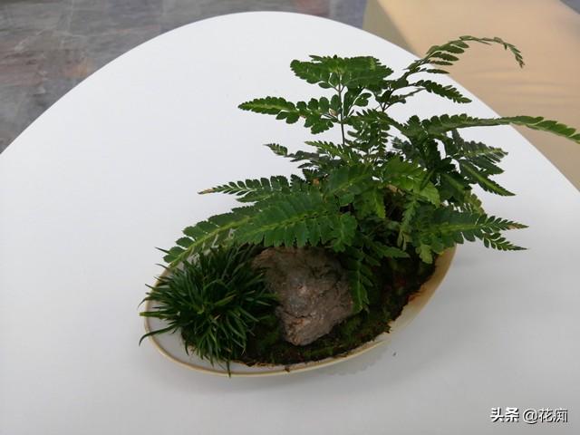 菖蒲盆景怎么过冬?,新手如何养菖蒲? 菖蒲盆景怎么过冬?,新手如何养菖蒲?