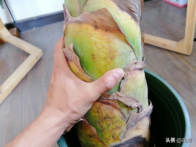 地涌金莲开花后怎么处理，烂茎了怎么办，地涌金莲花后怎么处理?