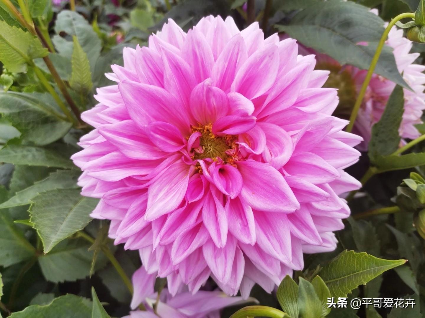 大丽花怎么过冬，冬天用挖出来吗，大丽花能活几年?