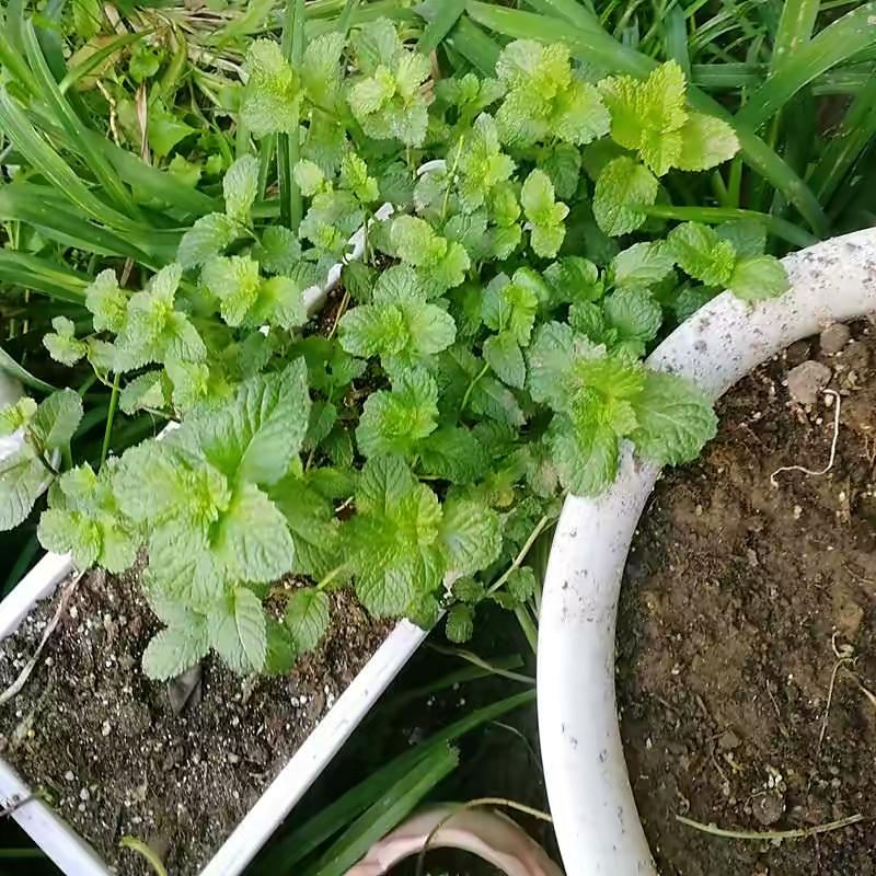 薄荷施什么肥，薄荷施肥时的两大注意，盆栽薄荷施什么肥?