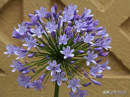 百子莲怎么过冬，百子莲北方室内过冬?