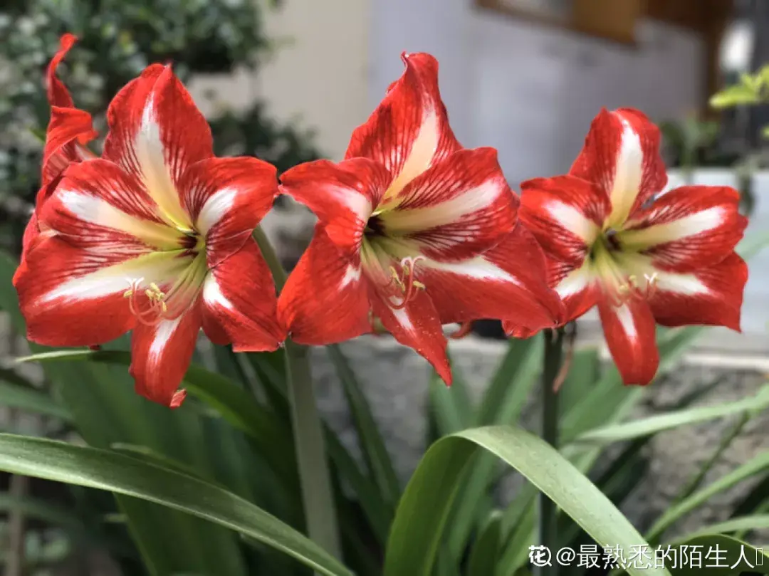 落地生根怎么浇水,落地生根盆栽怎么养? 落地生根怎么浇水,落地生根盆栽怎么养?