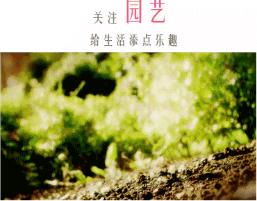钓钟柳的繁殖方法详解,钓钟柳图片?