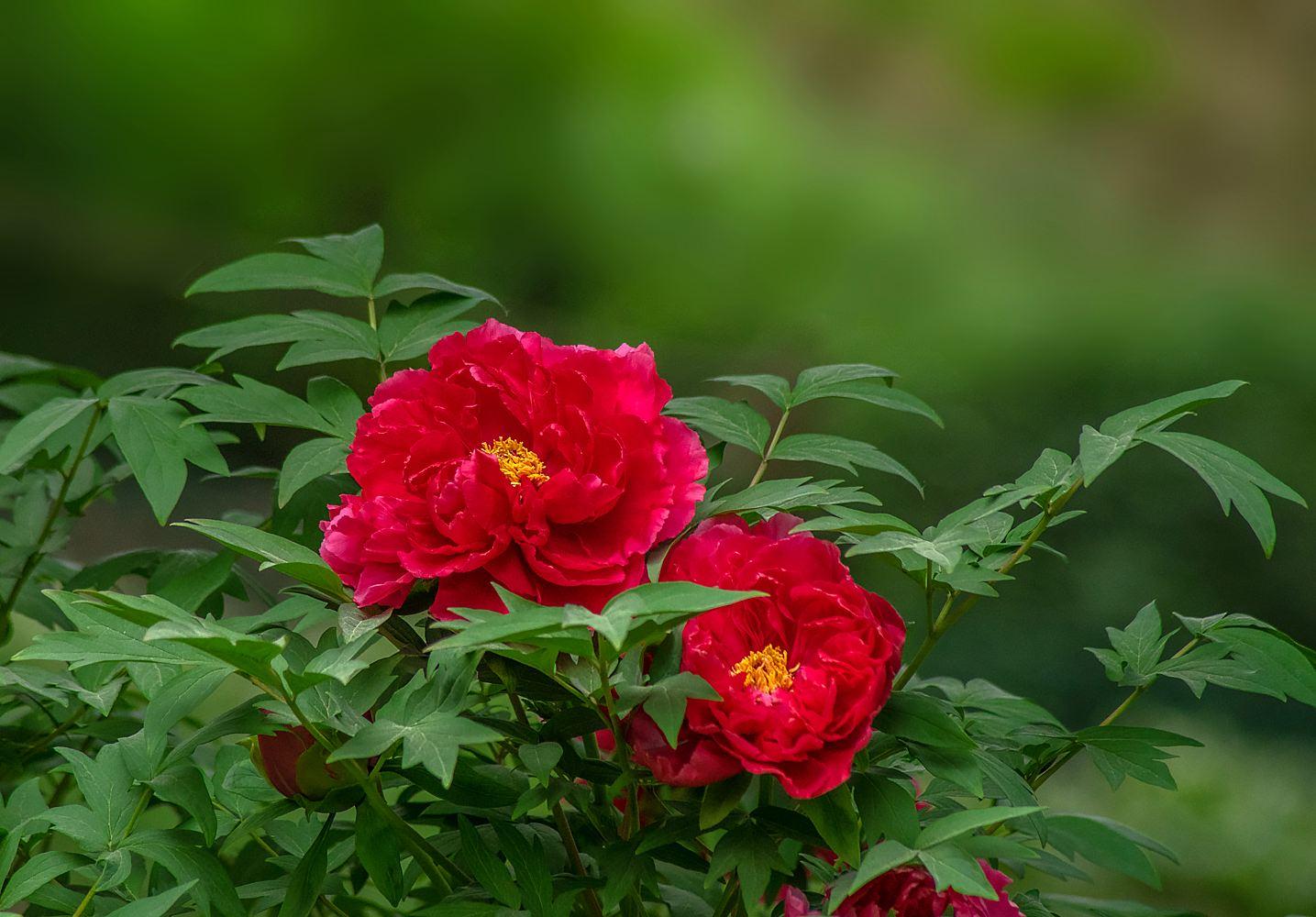 桂花是哪个城市的市花，开花季节，桂花是哪个季节开花?
