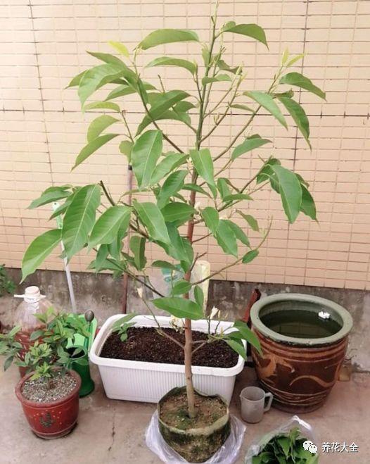 白兰花什么时候开花，地栽白兰花过冬?