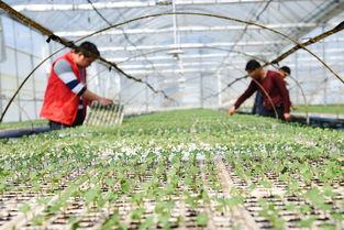 花椰菜种植前景怎么样(农村夫妇种植30亩“致富菜”)