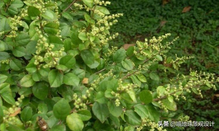 长春蔓开花吗，长春蔓和常春藤一样吗?