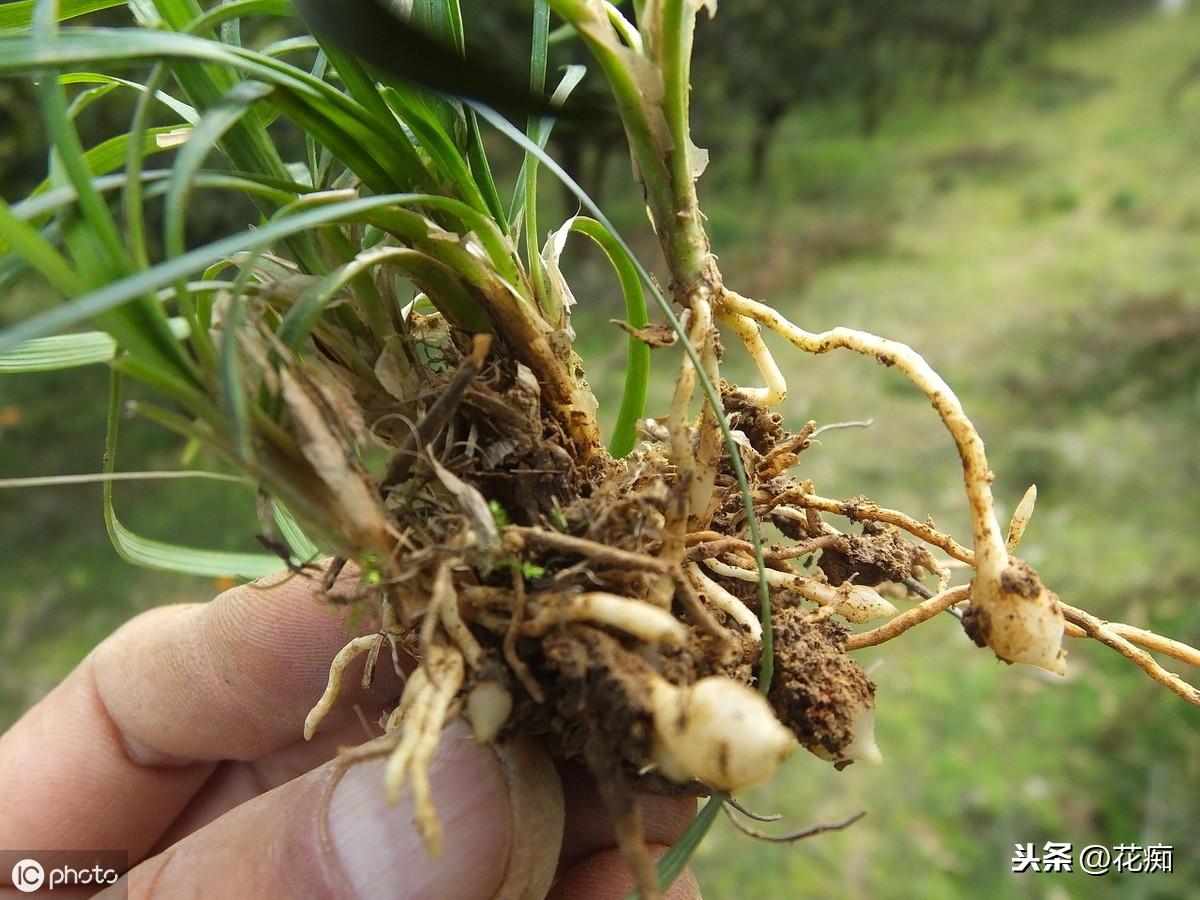 菖蒲盆景怎么过冬?,新手如何养菖蒲? 菖蒲盆景怎么过冬?,新手如何养菖蒲?