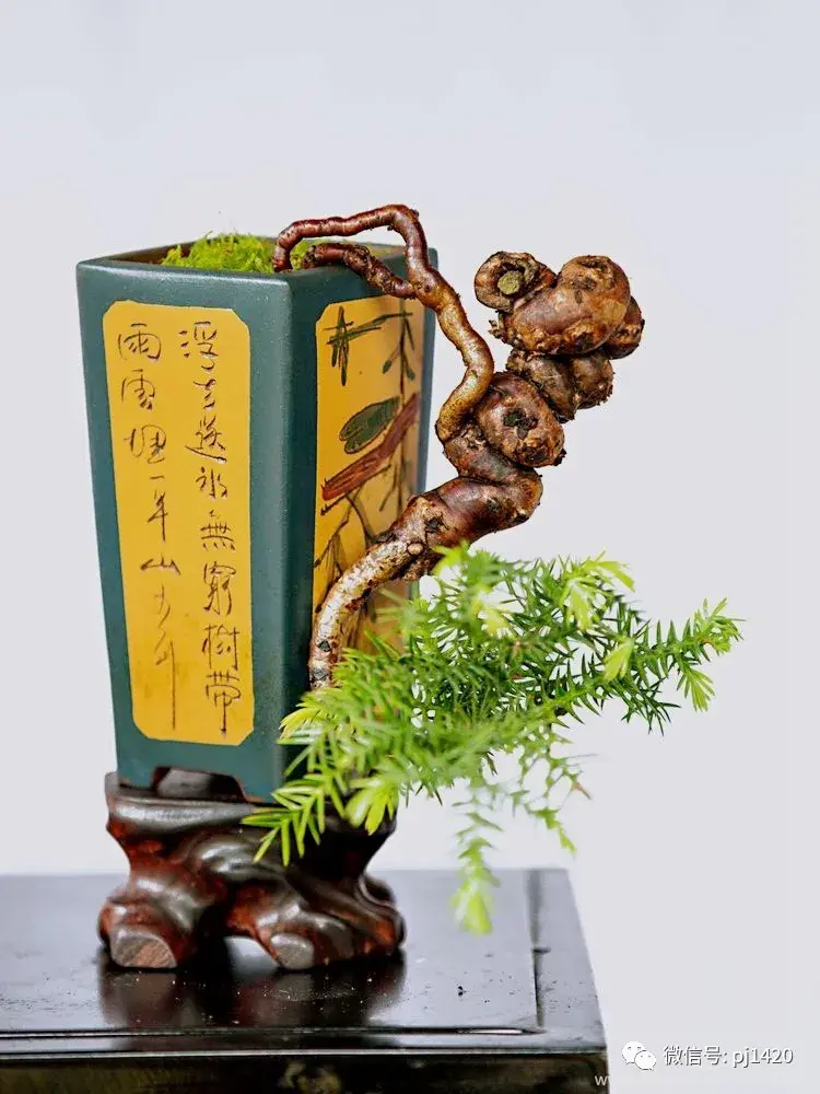 澳洲杉怎么修剪,澳洲杉如何打顶? 澳洲杉怎么修剪,澳洲杉如何打顶?