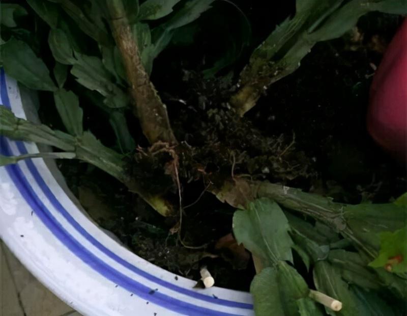 不夜城的分株繁殖,蝴蝶兰是怎么繁殖的? 不夜城的分株繁殖,蝴蝶兰是怎么繁殖的?