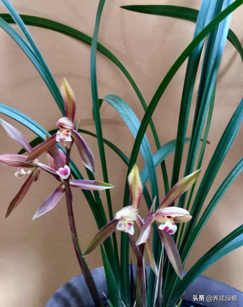 寒兰开花养护，寒兰几月开花?