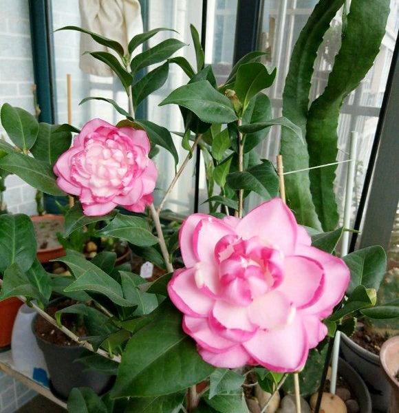 茶花施肥用什么肥料,茶花施肥过多怎么办,种茶花用什么肥料最好? 茶花施肥用什么肥料,茶花施肥过多怎么办,种茶花用什么肥料最好?