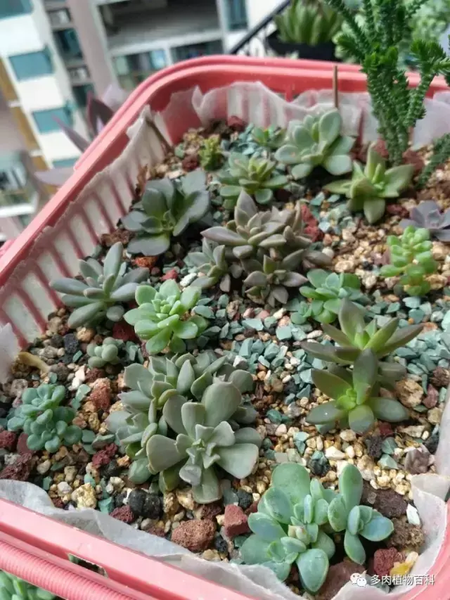 碧玉莲如何度夏,碧玉莲叶子瘪了怎么办? 碧玉莲如何度夏,碧玉莲叶子瘪了怎么办?