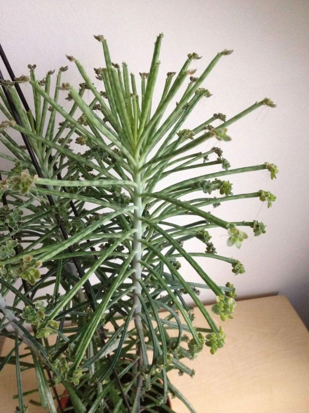 落地生根怎么养才能开花,长寿花怎么养才能爆盆? 落地生根怎么养才能开花,长寿花怎么养才能爆盆?