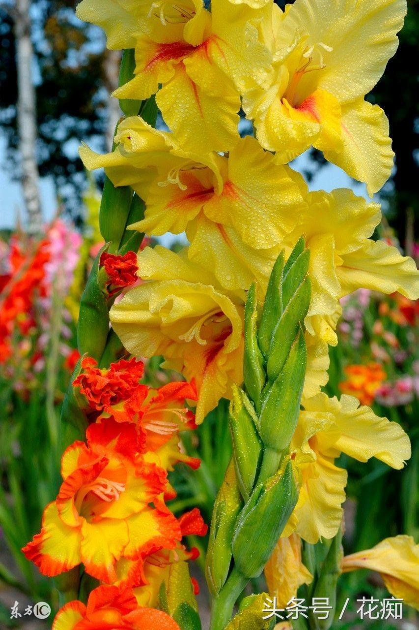 唐菖蒲什么时候开花,唐菖蒲一年开几次花? 唐菖蒲什么时候开花,唐菖蒲一年开几次花?