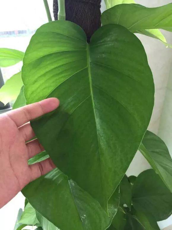 长寿花施肥方法,用什么肥好,长寿花用什么肥好什么时候施肥合适? 长寿花施肥方法,用什么肥好,长寿花用什么肥好什么时候施肥合适?
