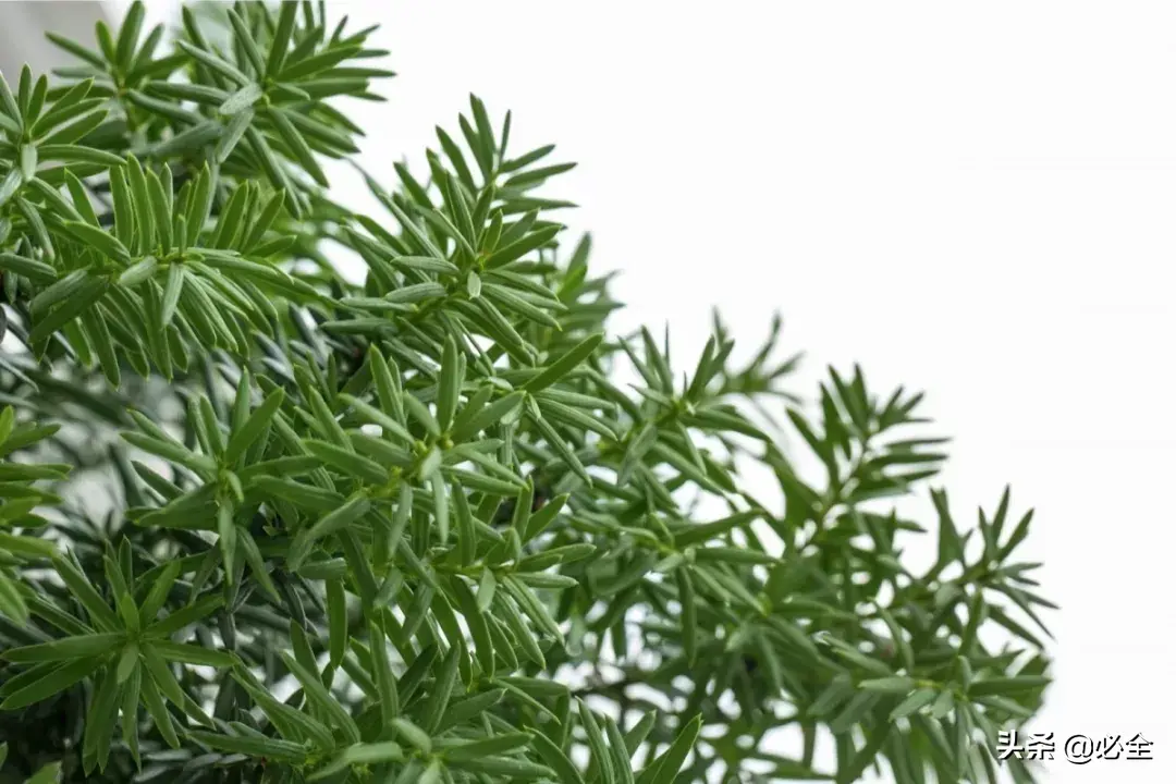 曼地亚红豆杉怎么换盆,红豆杉品种哪个最贵? 曼地亚红豆杉怎么换盆,红豆杉品种哪个最贵?