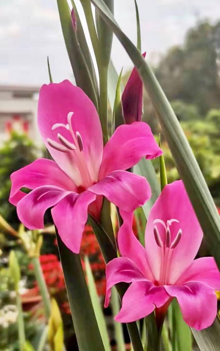 唐菖蒲(剑兰)怎么施肥,水养剑兰是否要剥掉叶子? 唐菖蒲(剑兰)怎么施肥,水养剑兰是否要剥掉叶子?