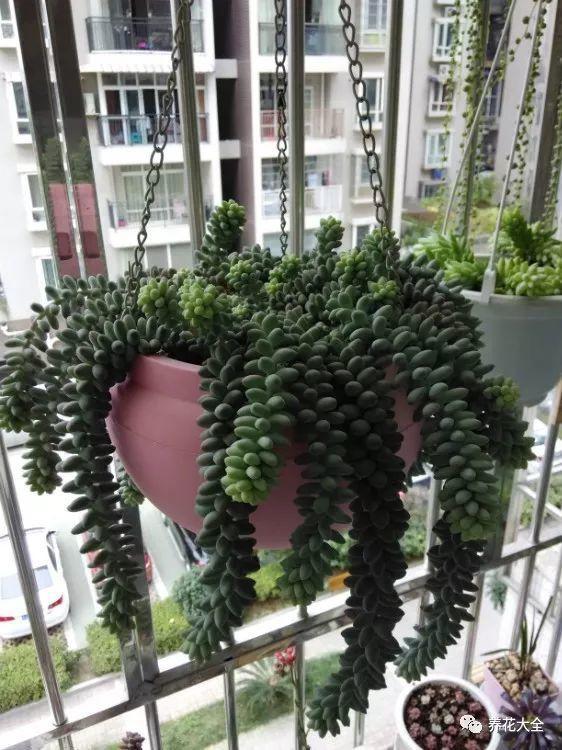 百万小铃的繁殖方法，什么时候扦插，金鱼吊兰的扦插方法和注意事项?