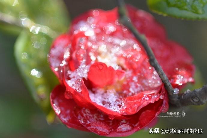 如何使茶梅在圣诞开花，茶梅开白花怎么办?