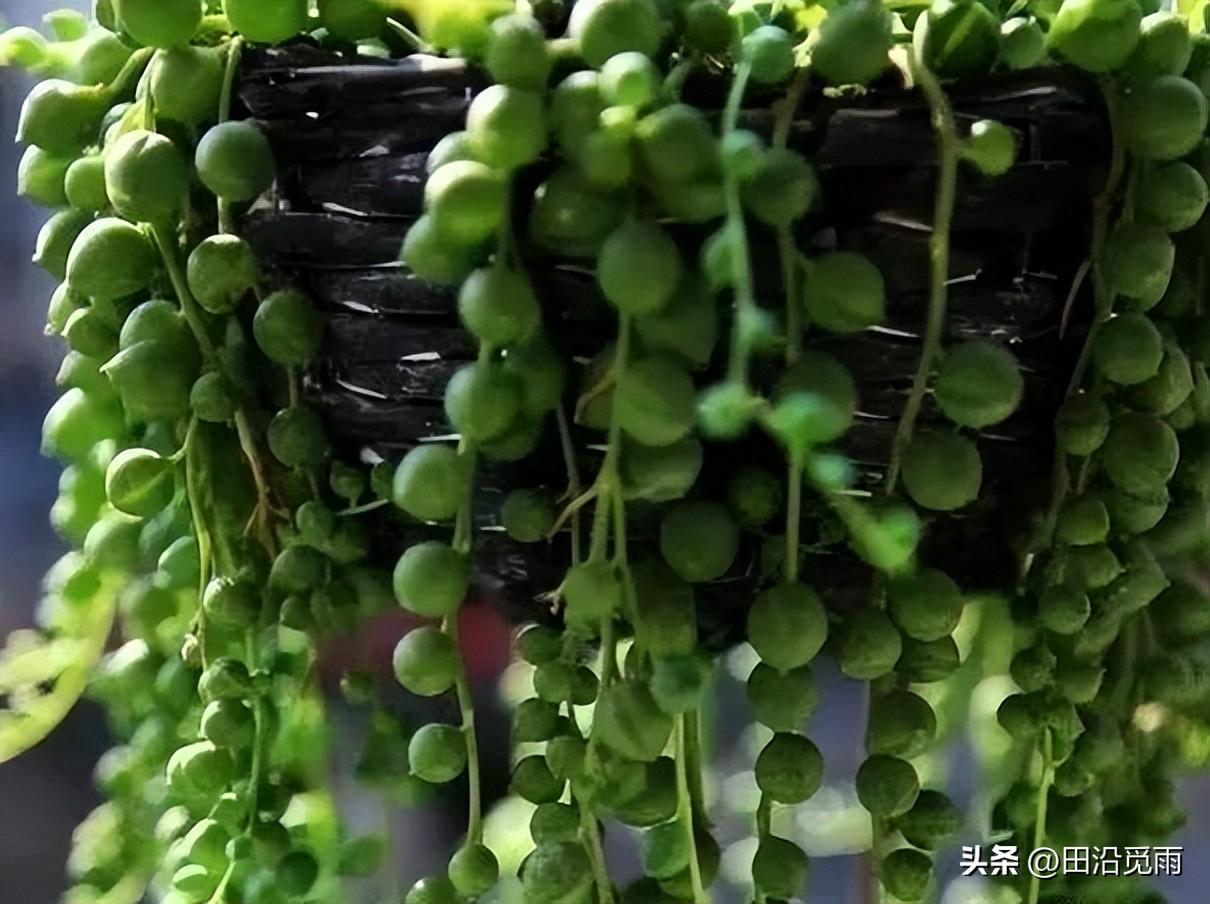 鱼嘴吊兰怎么养殖方法,怎么施肥,小嘴鱼能养殖吗? 鱼嘴吊兰怎么养殖方法,怎么施肥,小嘴鱼能养殖吗?
