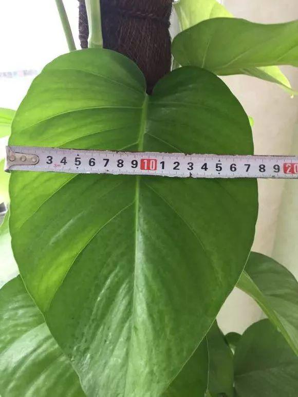 长寿花施肥方法,用什么肥好,长寿花用什么肥好什么时候施肥合适? 长寿花施肥方法,用什么肥好,长寿花用什么肥好什么时候施肥合适?
