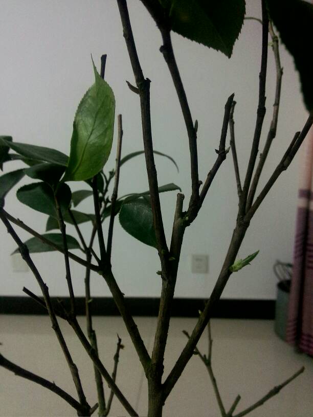 茶花换盆后掉叶怎么办,茶花怎么服盆,茶花叶子掉光了能活吗? 茶花换盆后掉叶怎么办,茶花怎么服盆,茶花叶子掉光了能活吗?