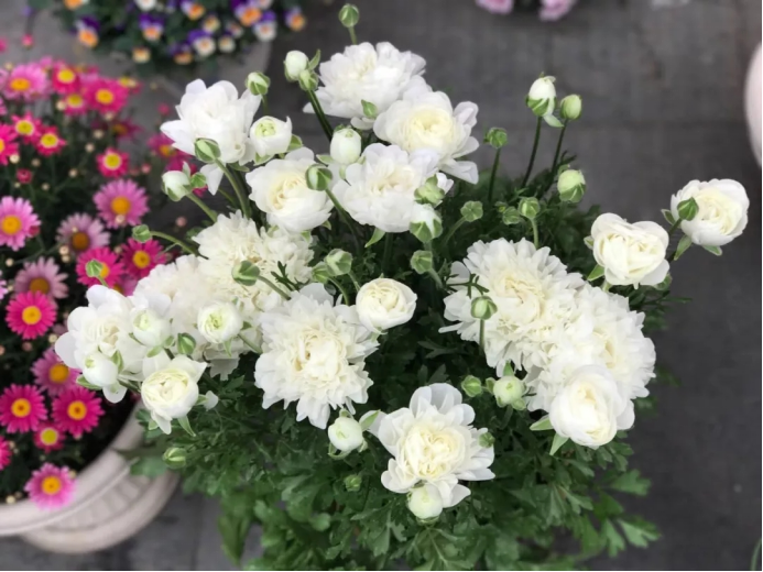 百合没有阳光能开花吗,花期需要晒太阳吗,什么花常年开花又耐阴? 百合没有阳光能开花吗,花期需要晒太阳吗,什么花常年开花又耐阴?