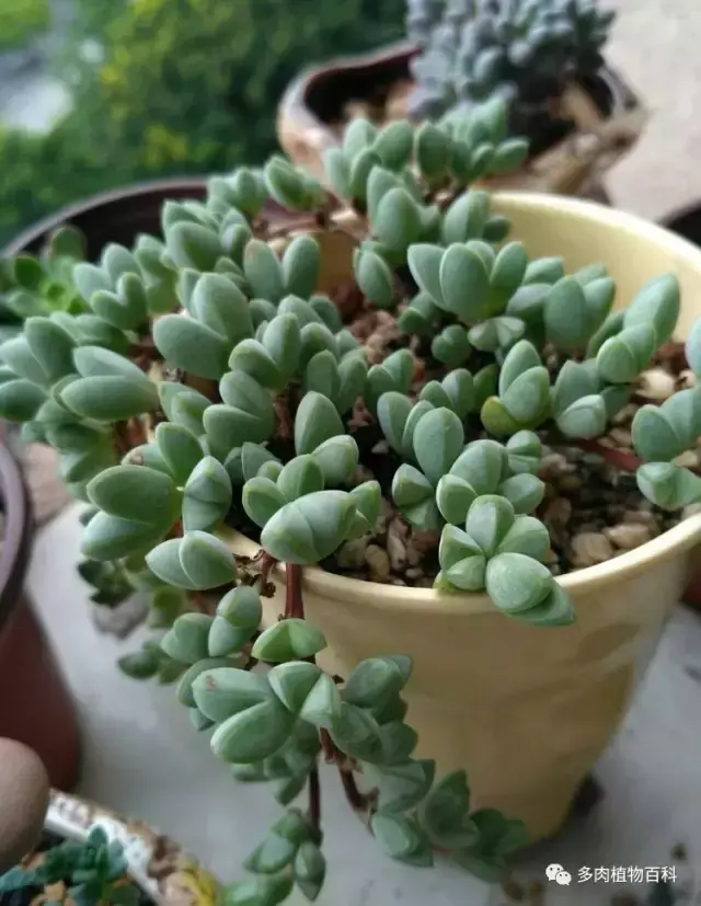 碧玉莲如何度夏,碧玉莲叶子瘪了怎么办? 碧玉莲如何度夏,碧玉莲叶子瘪了怎么办?