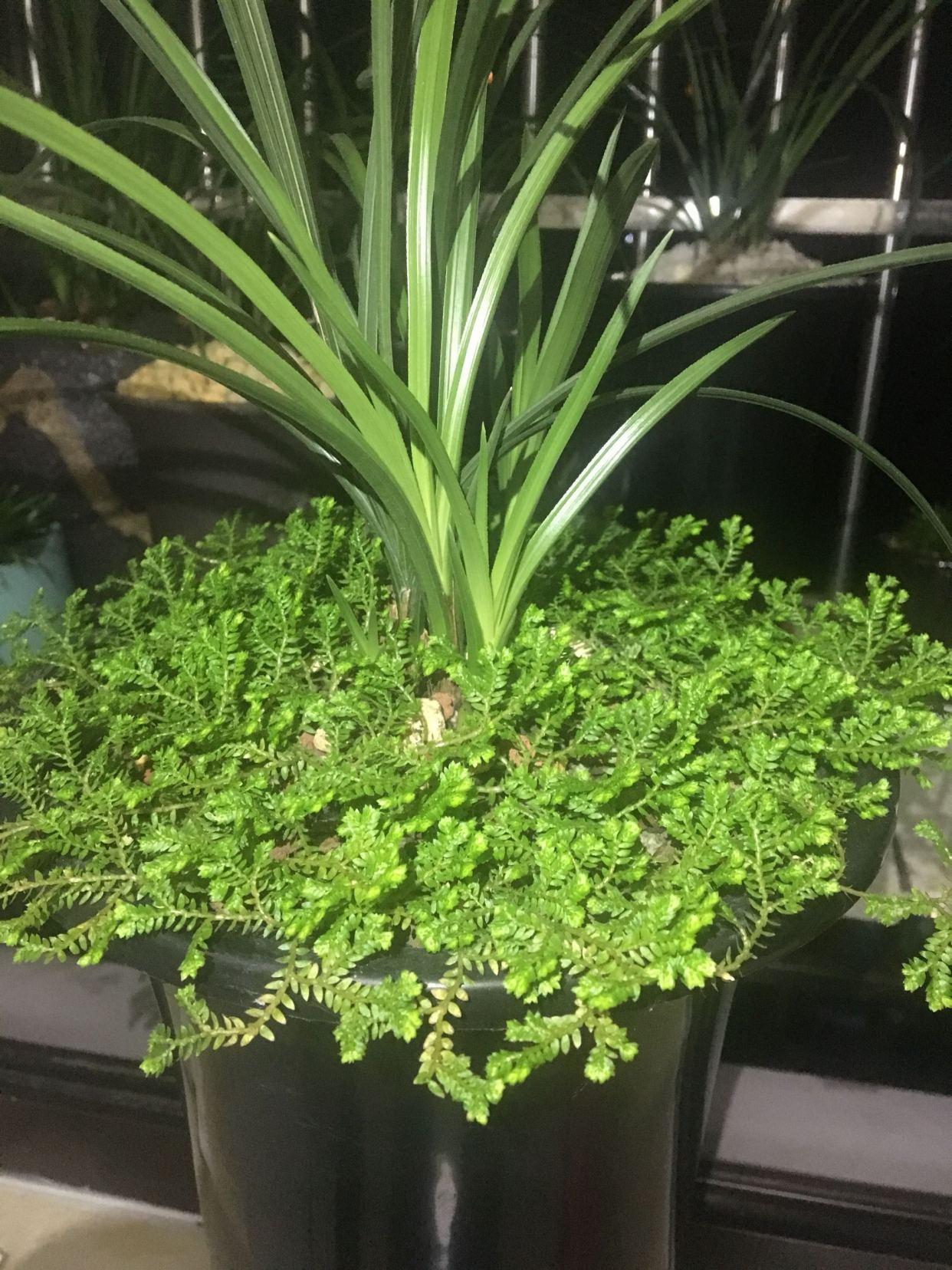 翠云草怎么繁殖,翠云草怎么爆盆? 翠云草怎么繁殖,翠云草怎么爆盆?
