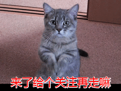 狗狗讨厌主人的表现有哪些(狗狗为什么讨厌主人)