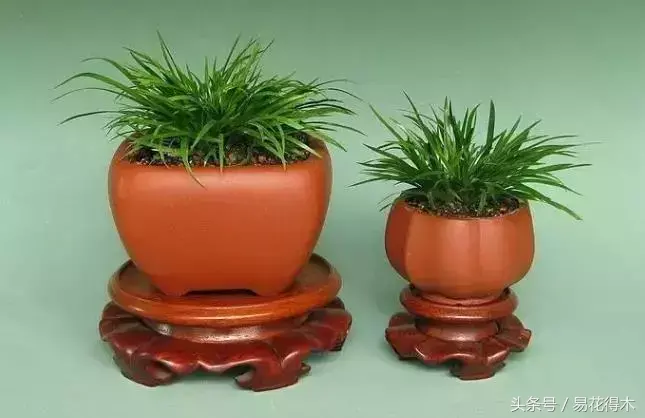 花菖蒲怎么修剪，菖蒲开花图片?