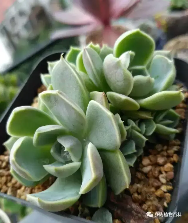 碧玉莲如何度夏,碧玉莲叶子瘪了怎么办? 碧玉莲如何度夏,碧玉莲叶子瘪了怎么办?