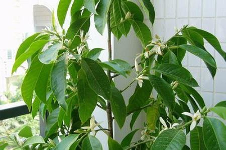 白兰花怎么换盆，白兰花十月份换盆可以吗?