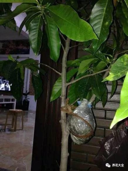 白兰花什么时候开花，地栽白兰花过冬?