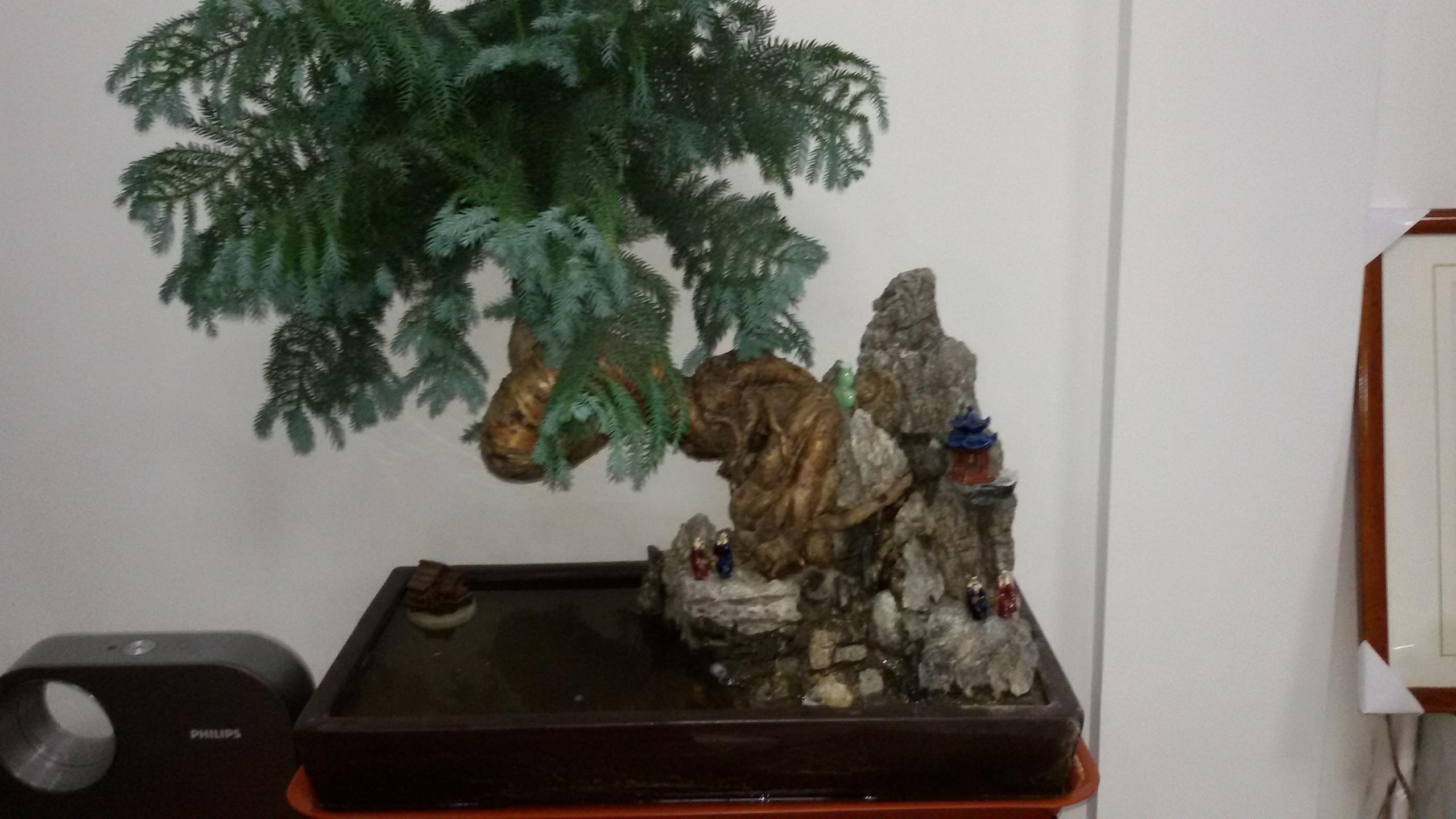 盆栽澳洲杉怎么浇水,澳洲杉怎么扦插? 盆栽澳洲杉怎么浇水,澳洲杉怎么扦插?