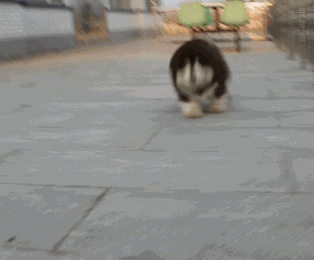 阿拉斯加犬怎么选(阿拉斯加犬怎么挑选)