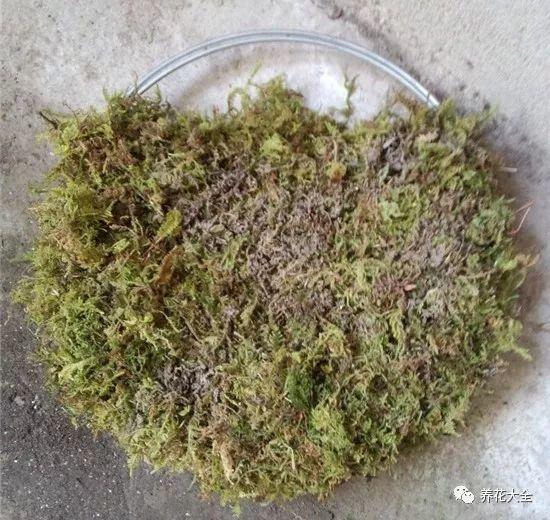 百万小铃的繁殖方法，什么时候扦插，金鱼吊兰的扦插方法和注意事项?